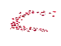 Falling Rose Petals, Floral, Softness, Beauty, Serenity PNG