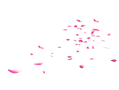 Falling Rose Petals, Love, Softness, Nature, Serenity PNG