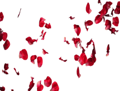 Falling Rose Petals, Nature, Delicate, Beauty, Romantic PNG