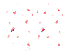 Falling Rose Petals, Nature, Soft, Beauty, Romantic PNG