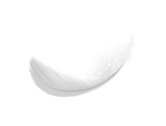 Feather, Delicate, Softness, Bird, Colorful PNG