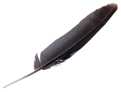 Feather, Lightweight, Elegance, Bird, Softness PNG
