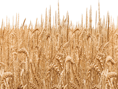 Field, Crop, Meadow, Horizon, Land PNG