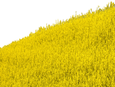Field, Grass, Farm, Terrain, Crop PNG