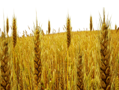 Field, Landscape, Meadow, Nature, Farm PNG