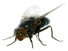 Flies PNG Clipart