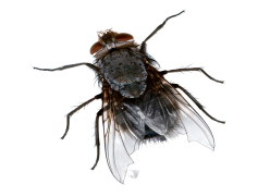 Flies Transparent Background