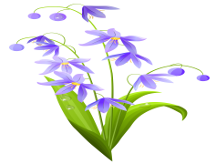 Floral Spring Flower, Blooming Petals, Floral Arrangements, Blossoming Plants, Seasonal Colors PNG