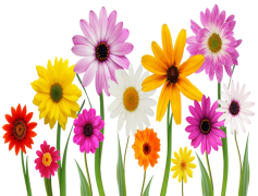 Floral Spring Flower, Springtime Charm, Vibrant Colors, Nature Beauty, Blooming Petals PNG