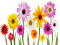 Floral Spring Flower, Springtime Charm, Vibrant Colors, Nature Beauty, Blooming Petals PNG