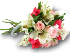 Flower, Blossom, Nature, Bouquet, Bloom PNG