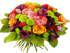 Flower, Blossom, Nature, Garden, Fragrance PNG