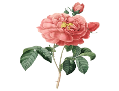 Flower Drawing, Botanical Sketch, Colorful Arrangement, Garden Scene, Blossom Representation PNG