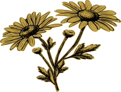 Flower Effect, Floral Influence, Colorful Flourish, Petal Dynamics, Garden Inspiration PNG