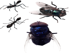 Fly Insect, Light Attractor, Nature Insect, Winged Creature, Creepy Crawly PNG