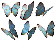Flying Butterflies PNG Image