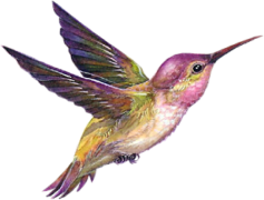 Flying Hummingbird, Fluttering, Bird, Vibrant, Nectar PNG