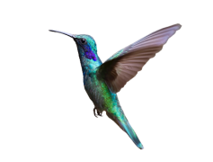 Flying Watercolor Hummingbird, Bird Lover, Nature Art, Floral Elements, Artistic Expression PNG