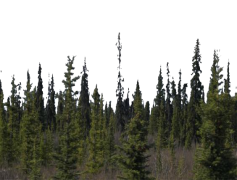 Forest, Greenery, Wilderness, Environment, Wildlife PNG