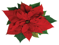 Fresh Poinsettias, Floral Arrangements, Christmas Decorations, Seasonal Blooms, Holiday Plants PNG
