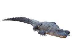 Gator, Alligator, Wildlife, Nature, Swamp PNG