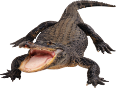 Gator, Reptile, Swamp, Predator, Alligator PNG