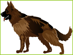 German Shepherd, Protective Nature, Active Family Pet, Versatile Working Dog, Intelligent Breed PNG