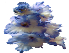 Gladiolus, Bloom, Garden, Flower, Seasonal PNG