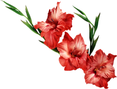 Gladiolus, Bloom, Petals, Garden, Colorful PNG
