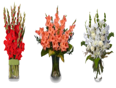 Gladiolus, Elegant, Colorful, Stem, Flower PNG