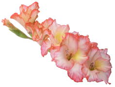 Gladiolus, Garden, Bloom, Perennial, Ornamental PNG