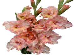 Gladiolus, Garden, Perennial, Petals, Stalks PNG