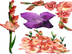 Gladiolus, Ornamental, Stem, Perennial, Bloom PNG