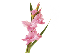 Gladiolus, Perennial, Garden, Colorful, Stalk PNG