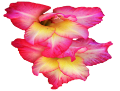 Gladiolus, Petals, Flower, Colorful, Nature PNG