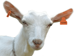 Goat Head, Symbolic, Occult, Mythical, Vintage PNG