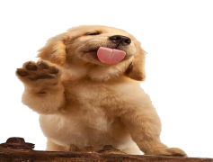 Golden Retriever, Affectionate, Intelligent, Loyal, Playful PNG