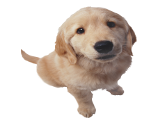 Golden Retriever, Friendly, Energetic, Family-Friendly, Loyal PNG