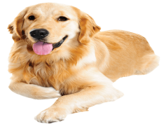 Golden Retriever, Intelligent, Playful, Active, Family PNG