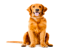 Golden Retriever, Loyal, Family, Playful, Active PNG