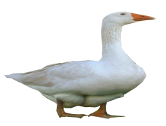 Goose, Wildlife, Bird, Nature, Waterfowl PNG