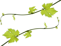 Grape Vine Leaf, Foliage, Green, Nature, Plant PNG