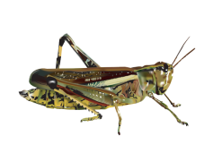 Grasshopper, Agile, Nature, Wings, Insect PNG