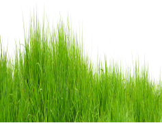 Green Field, Landscape, Grass, Outdoors, Meadow PNG