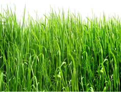 Green Field, Scenery, Landscape, Nature, Meadow PNG