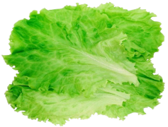 Green Lettuce, Organic, Nutrient-Rich, Fresh, Crunchy PNG