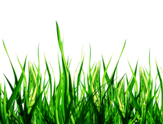 Green Nature, Green Technology, Green Energy, Green Environment, Green Sustainability PNG