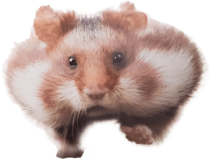 Hamster, Pet, Active, Furry, Rodent PNG