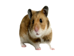 Hamster, Tiny, Active, Pet, Furry PNG