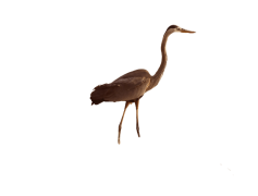 Herons, Conservation, Birds, Elegance, Wildlife PNG
